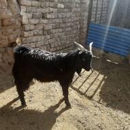 یک راس بزغاله چاق