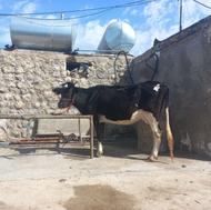 فروش یک راس گاو هلشتاین ماه هشتم بارداری