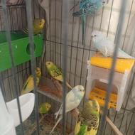 مرغ عشق بالغ