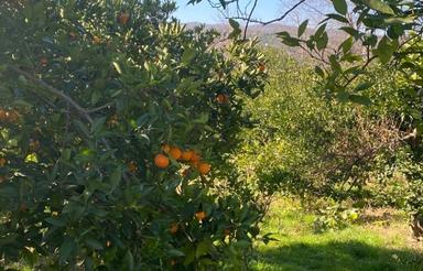 زمین بافت روستای شکتا چشم انداز دارد