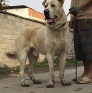 واگذاری سگ آلابای دهن پاک 13ماه قد 93وزن70