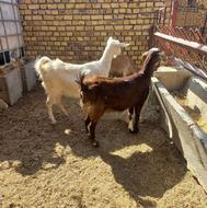 3 راس غوریت شکم اول