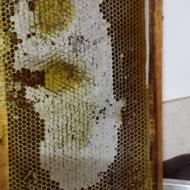 عسل شأن طبیعی