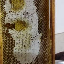 عسل شأن طبیعی