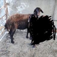 گوسفند افشار