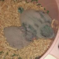 طوطی راهب سرلاکی ابی