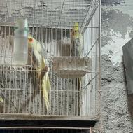 قفس 40در60در حد نو سالم