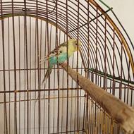 پرنده مرغ عشق