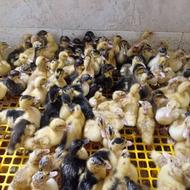 جوجه اردک محلی 15 روزه