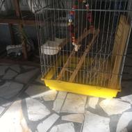 قفس پرنده کاملا سالم