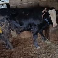 گوساله نر سمینتال