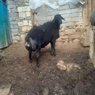 قوچ قره قزل