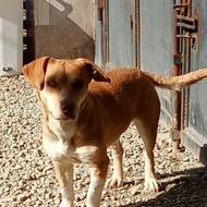 واگذاری سگ نژاددارخارجی تربیت شدهوپاکوتا