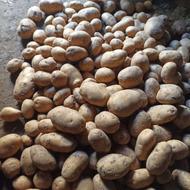 سیب زمینی آگریاخوراکی