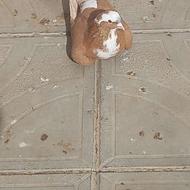 ساری نر قطعلی