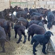 کار در دامداری با جای خواب