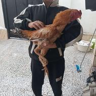 خروس لاری اصیل