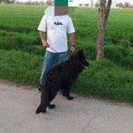 واگذاری ژرمن بلک دوساله برای ماده کشش