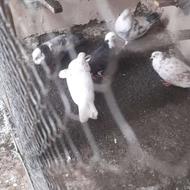 کبوتر کفتر تهران گرویی