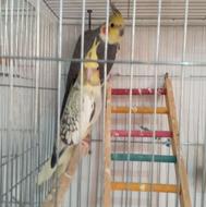 عروس هلندی مولد به همراه تخم معاوضه دارم