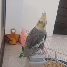 یک عروس هلندی بدون قفس