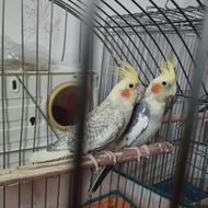 عروس هلندی مولد