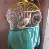 فروشی فوریعروس هلندی با قفس و دون