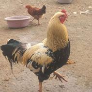 خروس مرغ جوجه