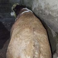 گوساله سیمیتال نرپروار شده