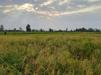 3090مترزمین در رشت سنگر روستای پیشکنار