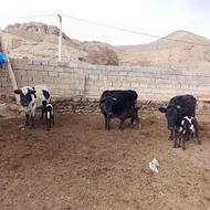 گاو با گوساله نر