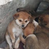 واگذاری سگ اشپیتز 70روزه