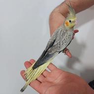 عروس‌هلندی مینیاتوری اهلی