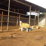 یک راس بره نر سفید