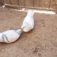 بدرنگ سوسنی