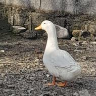 اردک محلی نر