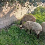 گوسفند سیلک