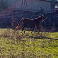 اسب مادیون شکم پر سن 4به5