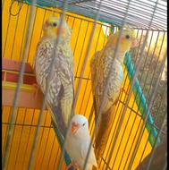 عروس هلندی و مرغ عشق