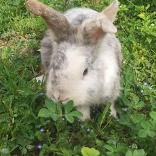 خرگوش لوپ بالغ