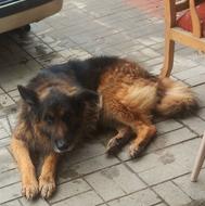 واگذاری سگ ژرمن شپرد نرمخصوص کشش