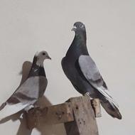 کبوتر تکپر آس