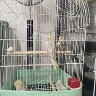 عروس هلندی 5ماهه