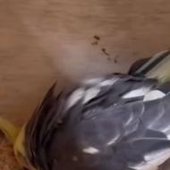 عروس هلندی ماده آماده پا جفت