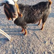 فروشفوررری پاچن