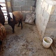 بره ماده فشندی واکسن خورده سالم