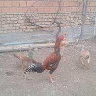 مرغ وخروس لاری