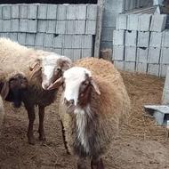 گوسفند بره نر