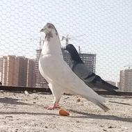 کبوتر پرشی روزگاری