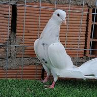 نر طوقی الماسی کبوتر بسیار زیبا و اصیل